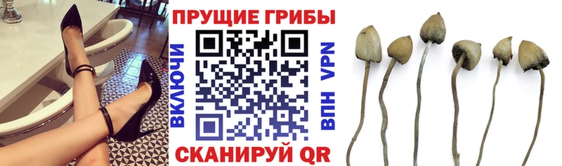 Галлюциногенные грибы Psilocybe  Аткарск 